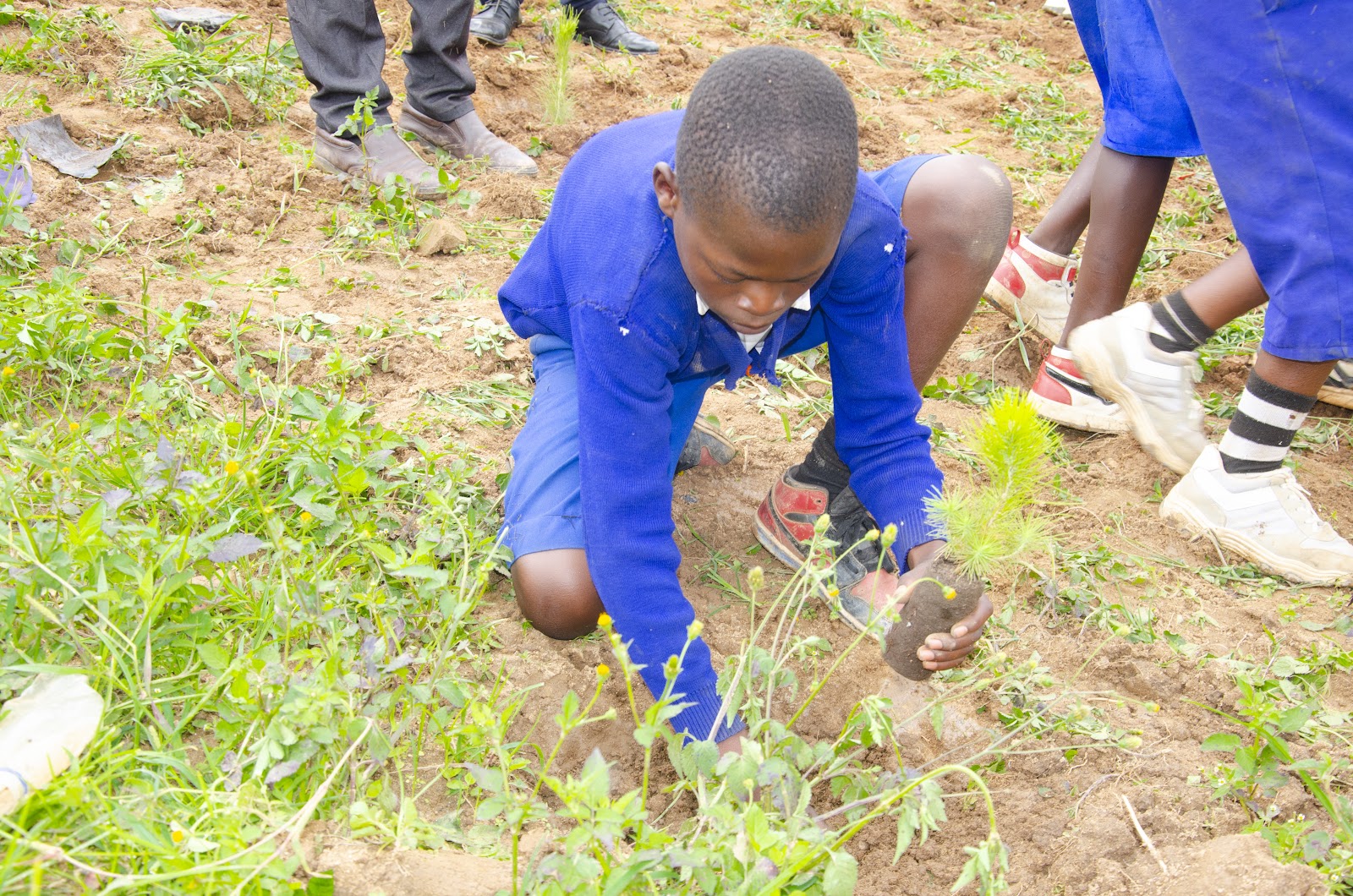 Tree Planting